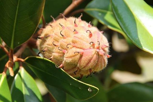 конус семян магнолии