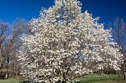 звездная магнолия