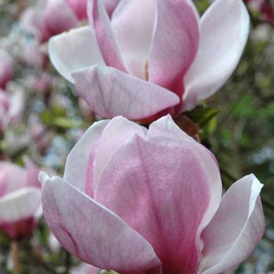 Блюдце Цветы Магнолии