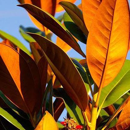 листья южной магнолии