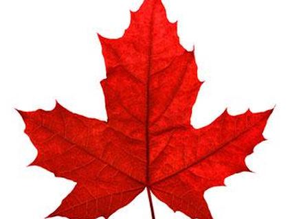 Красный кленовый лист.jpg