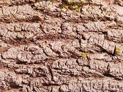 кора красного клена