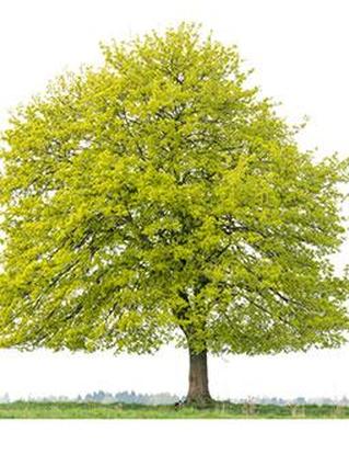 Клен остролистный