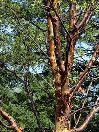 Клен бумажный