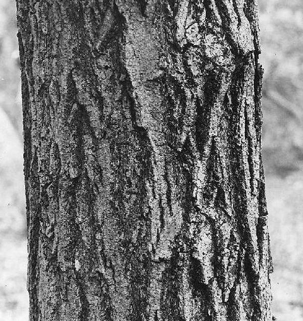 Ящик старейшины сундук