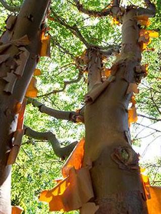 Ствол клена бумажной коры