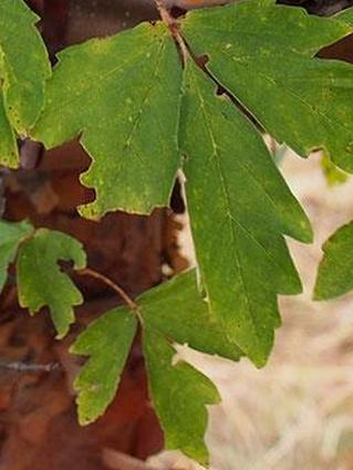 Лист бумажной коры