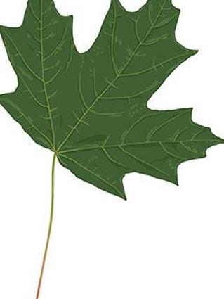 сахарный кленовый лист