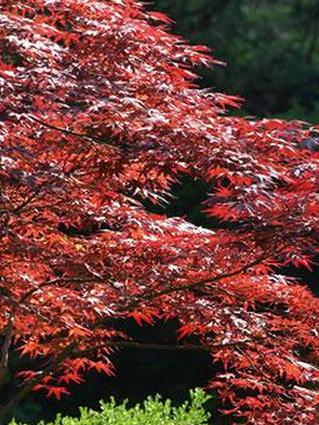 японский клен