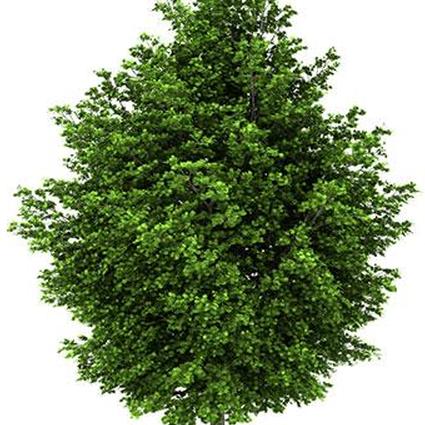 Серебряный клен