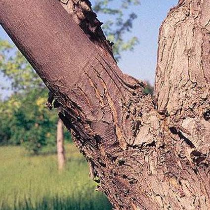 Серебряный кленовый ствол