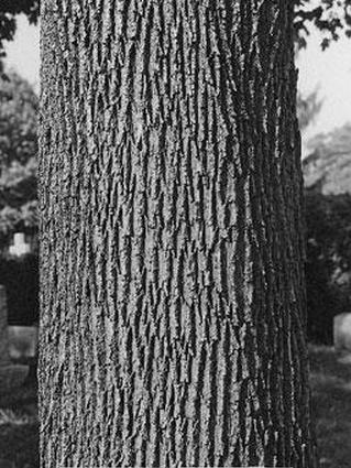 Ствол остролистного клена