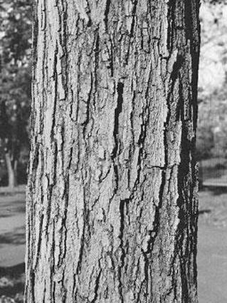 Ствол сахарного клена