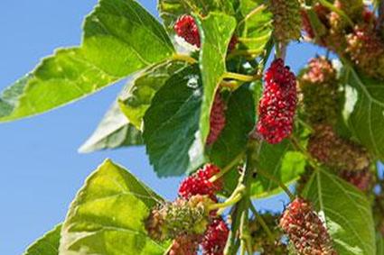 Плоды красной шелковицы