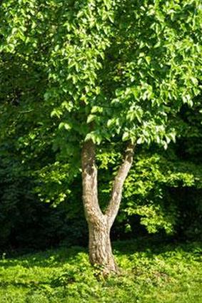 Тутовое дерево