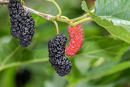 Черная шелковица