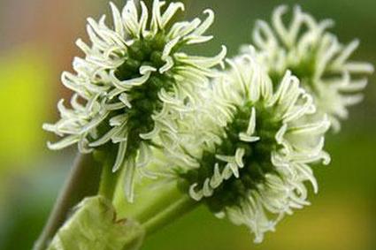 Тутовый цветок