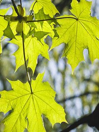 Листья клена остролистного