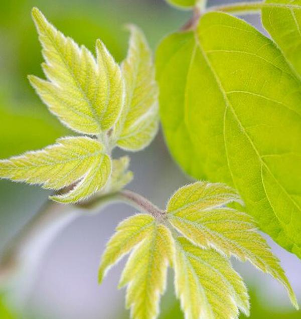 Коробка Старейшина Лист