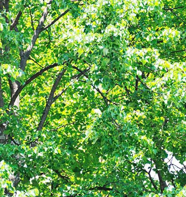 Коробчатая бузина