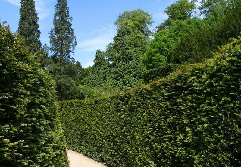 Плотная живая изгородь из тиса