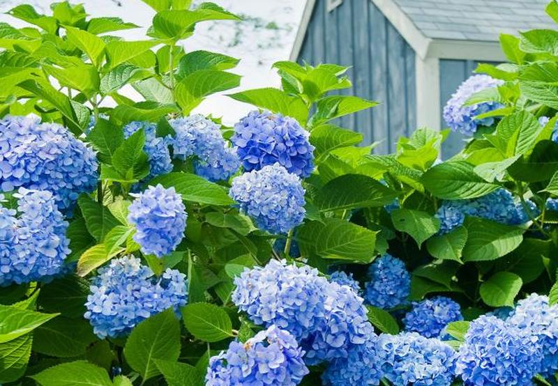 Голубая гортензия