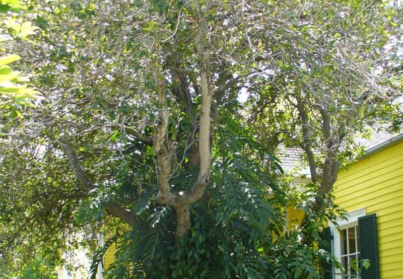 Сладкое оливковое дерево