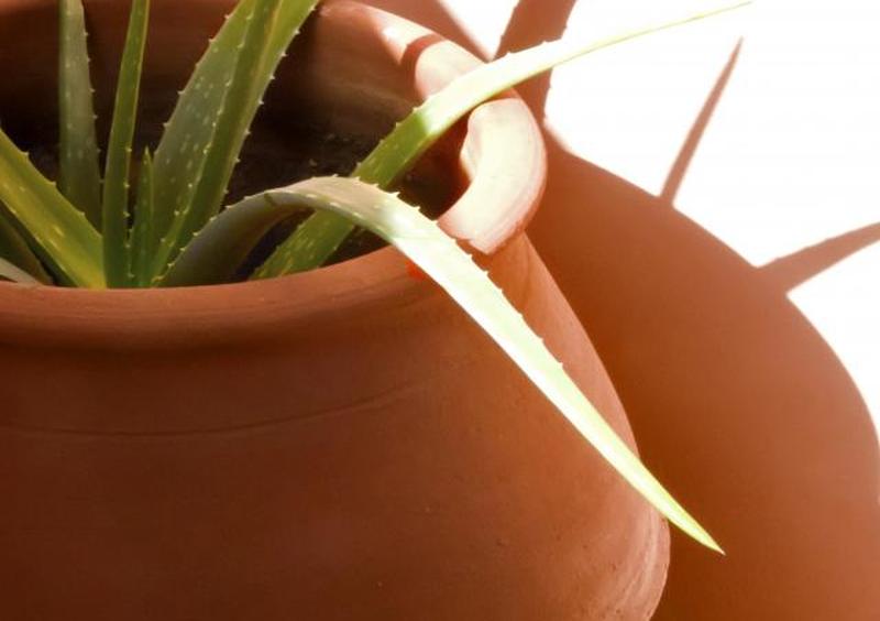 алоэ в терракотовой урне