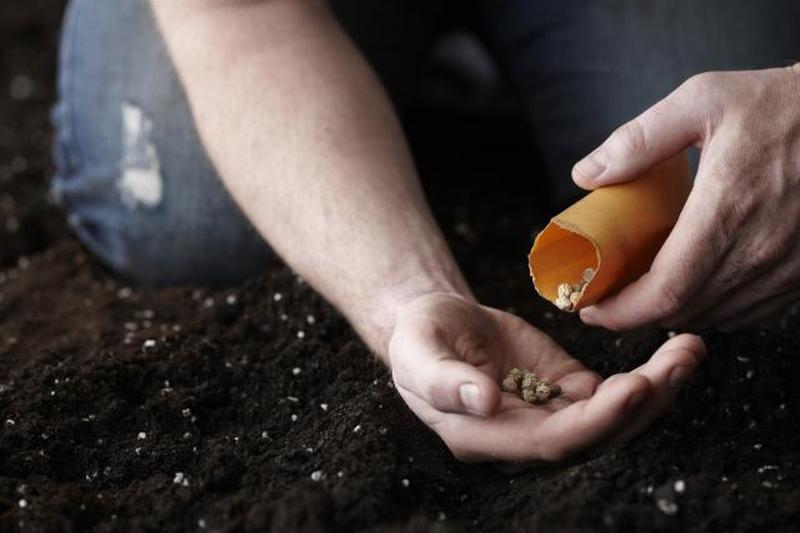 Посадка семян в саду