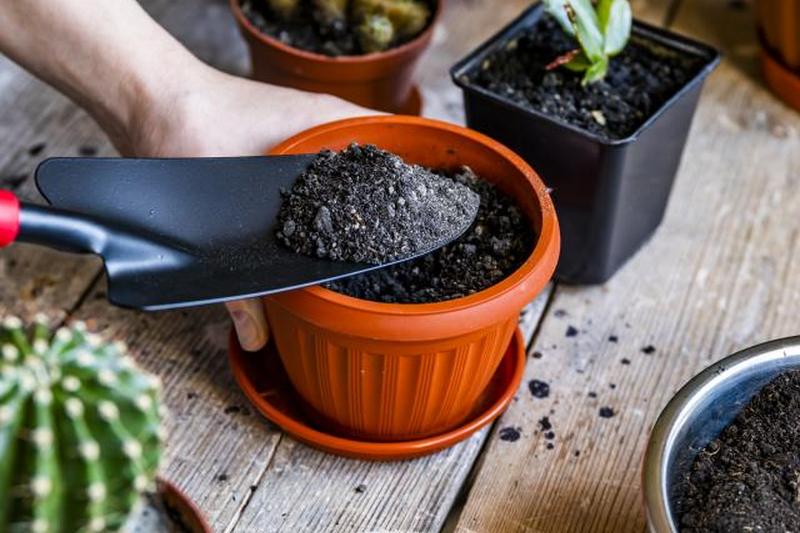 Заполните горшок почвой для рассады