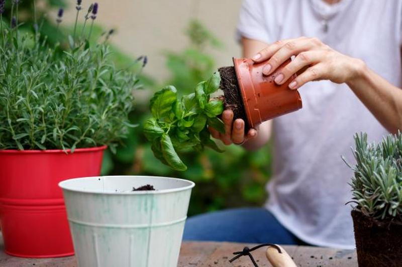 Женщина достает растение из цветочного горшка