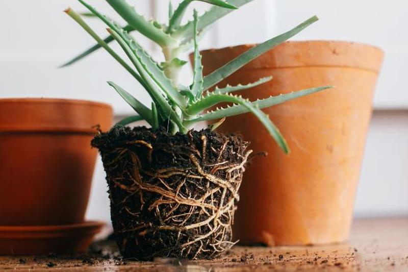 Пересадка укоренившегося растения алоэ вера.