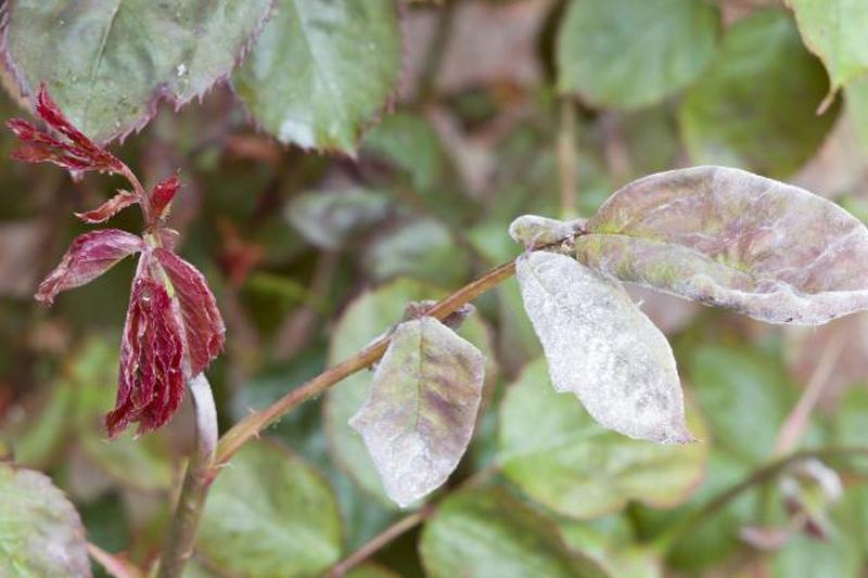Мучнистая роса (podosphaera pannosa) в саду