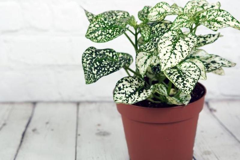 Завод Hypoestes перед белым деревянным фоном