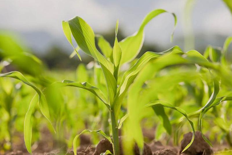 Молодые саженцы кукурузы в поле