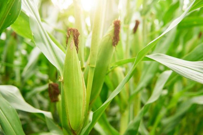 кукурузные початки в поле