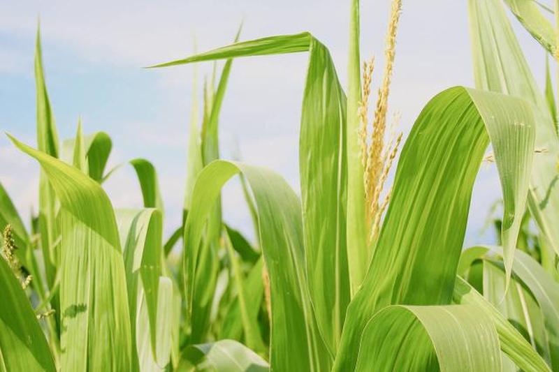 Поле зеленой кукурузы летом