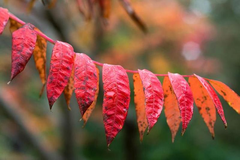 Осенние листья Rhus Glabra 'Smooth Sumach'