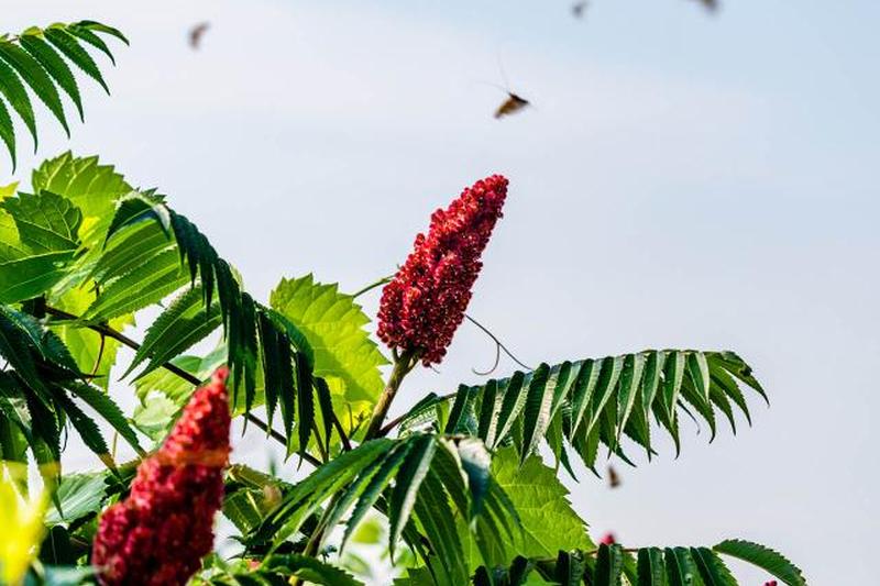 Сумах из оленьего рога и насекомые вокруг