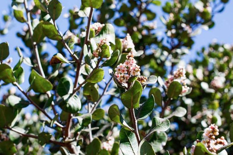 Лимонад Берри