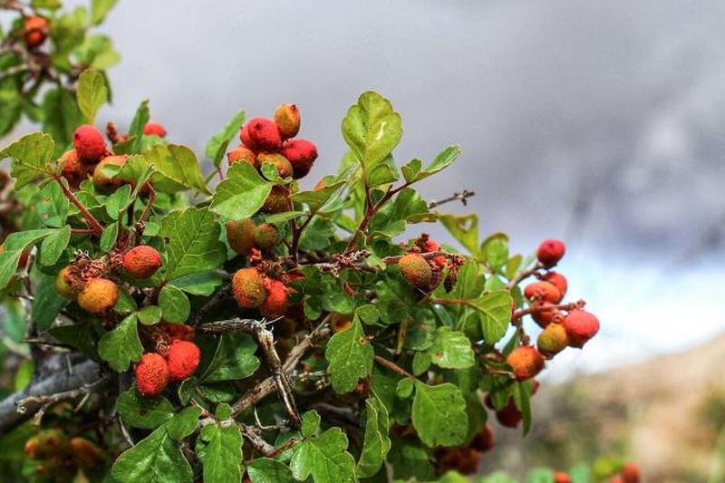 Ароматный сумах