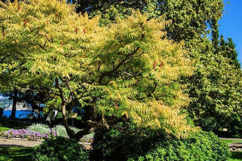 Папоротниковый сумах