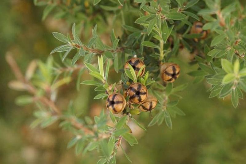 Деталь дерева манука