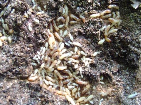 подземное гнездо термитов