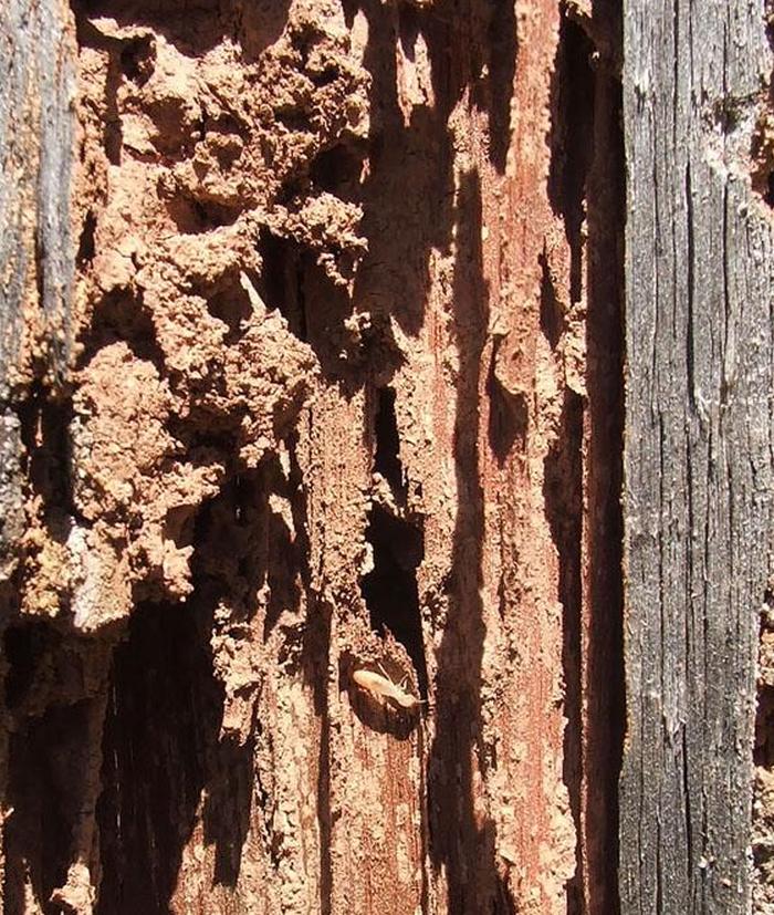 термитники