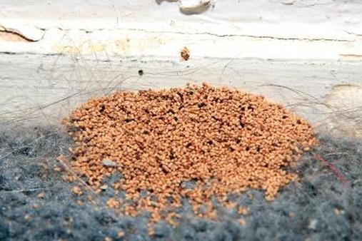 помет термитов из сухого дерева