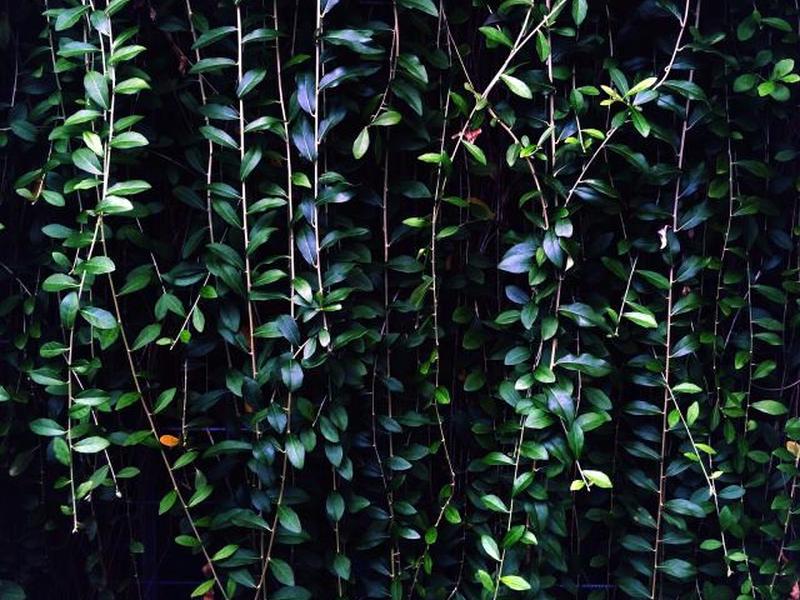 виноградные лозы