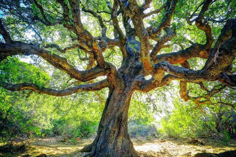 большой дуб