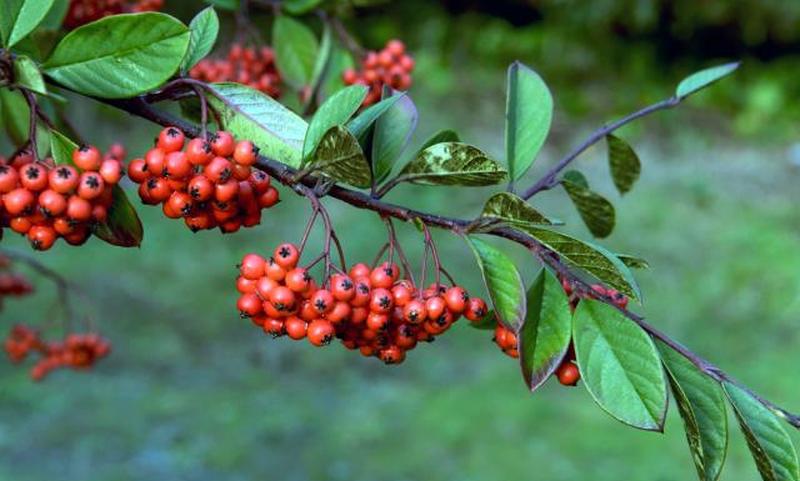 ягоды рябины