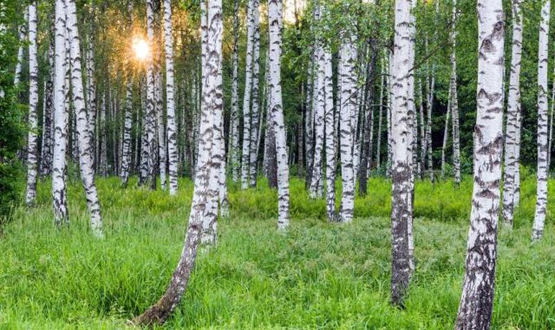 березовый лес.jpg